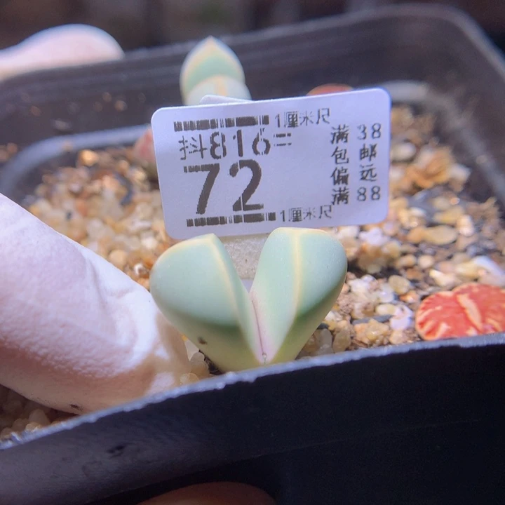 安*精品生石花816.72