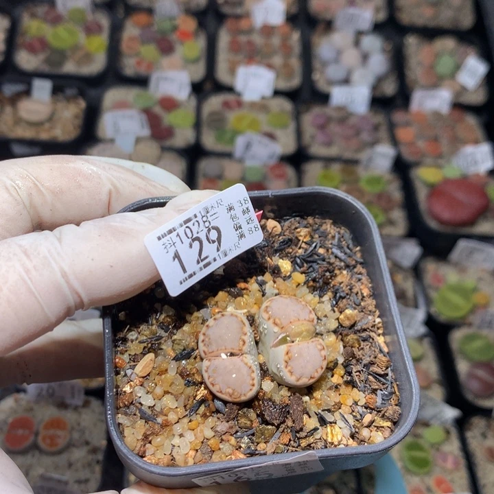 周*一精品生石花1028.129