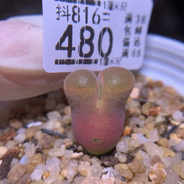 精品生石花816.480疤特