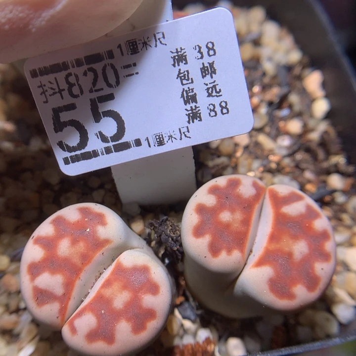 精品生石花820.55