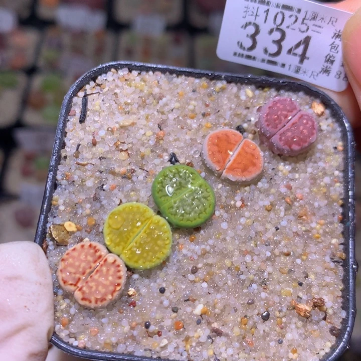 精品生石花1025.334