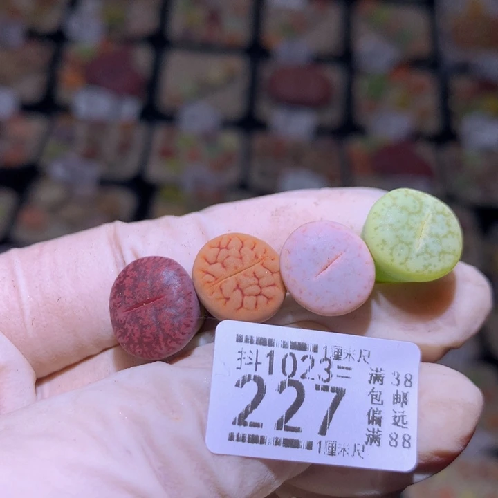 精品生石花1023.227