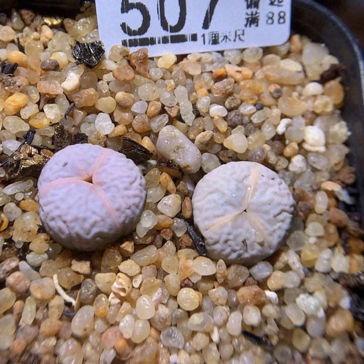 精品生气花827.507
