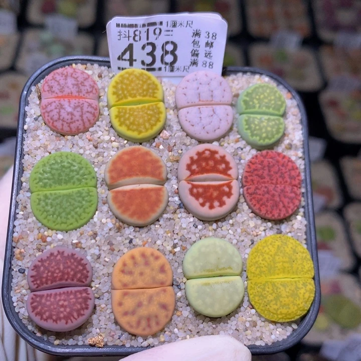 精品生石花819.438