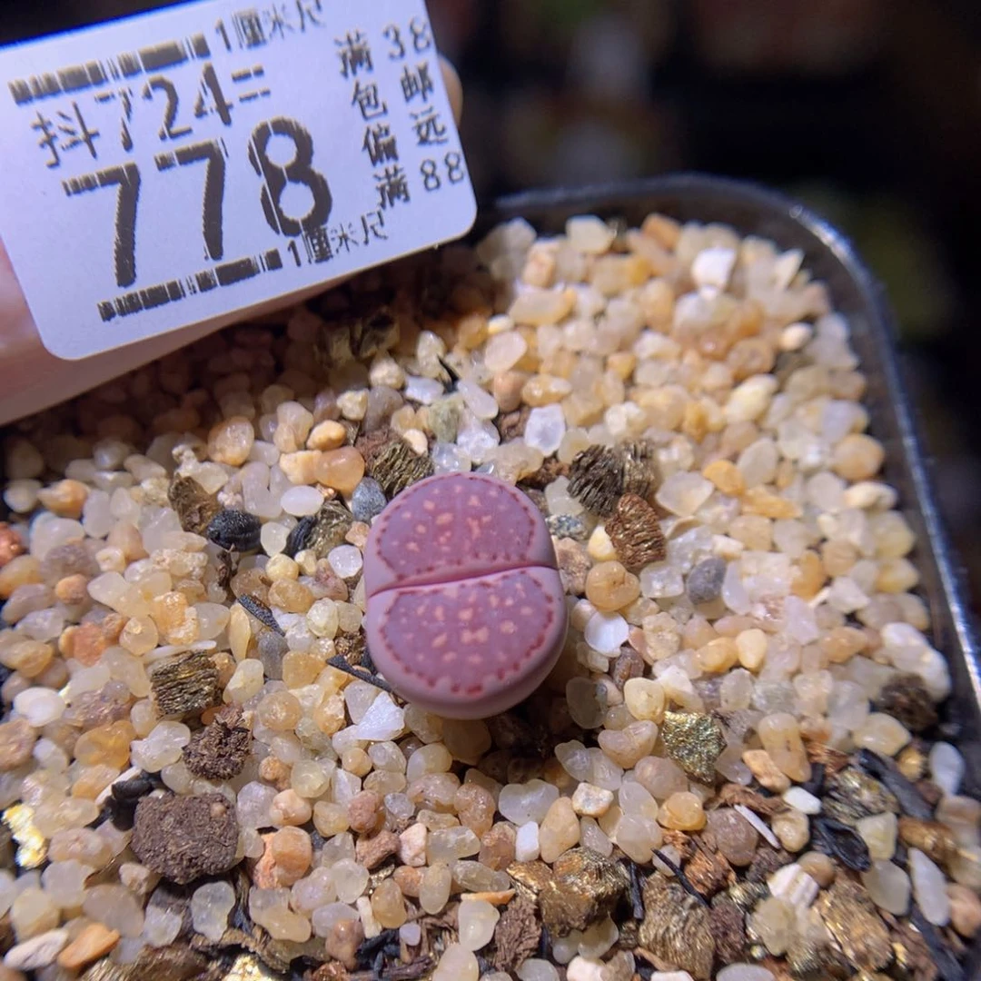 绝绝子生石花724.778