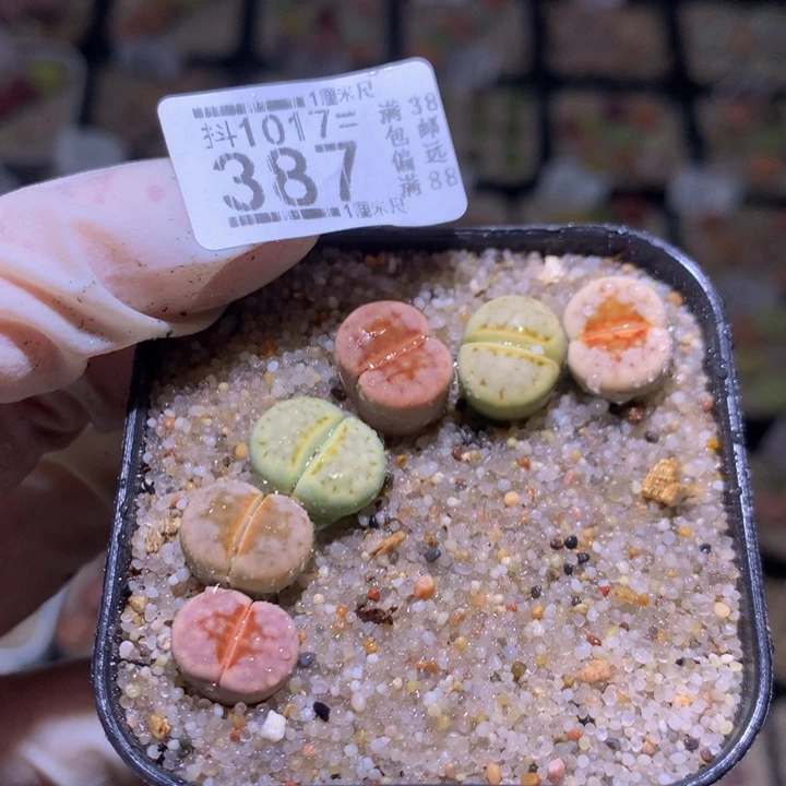 精品生石花1017.387