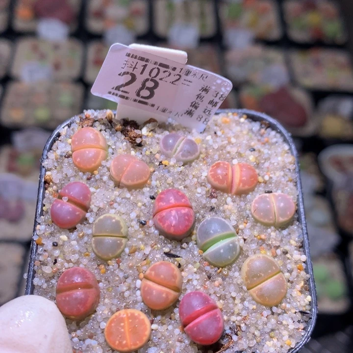 精品生石花1022.28
