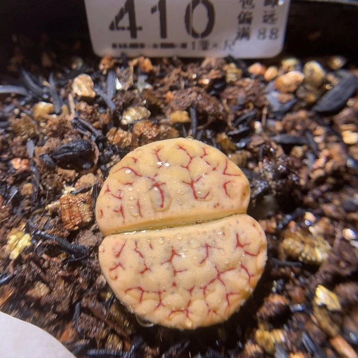精品生石花1023.410