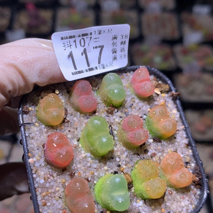 精品生石花107.117