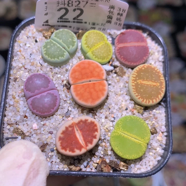 精品生石花827.22大窗