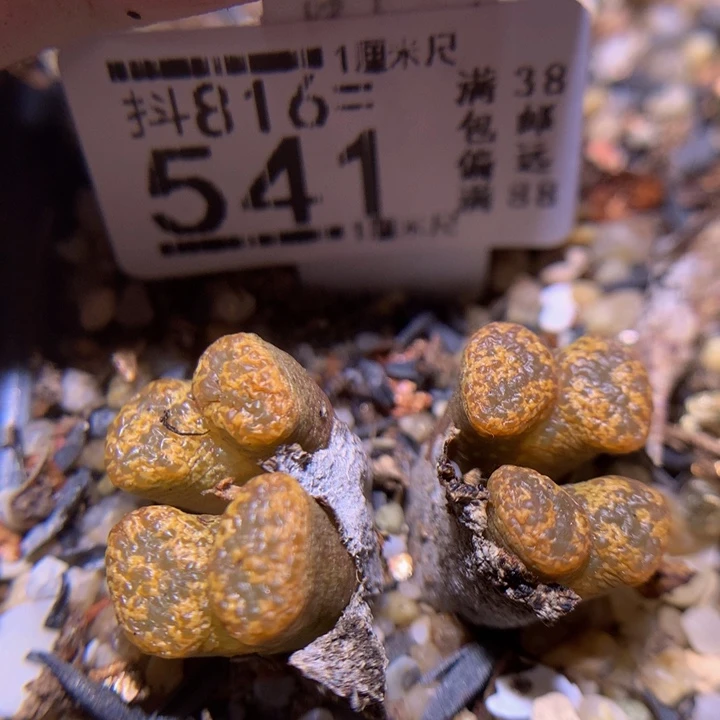 精品生石花816.541