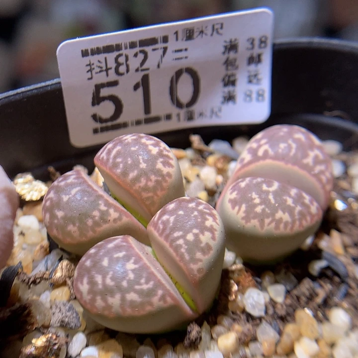 精品生气花827.510