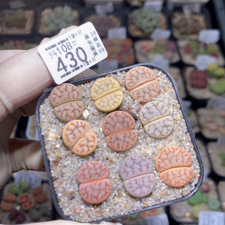 精品生石花108.430