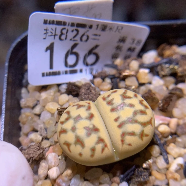 精品生花826.166