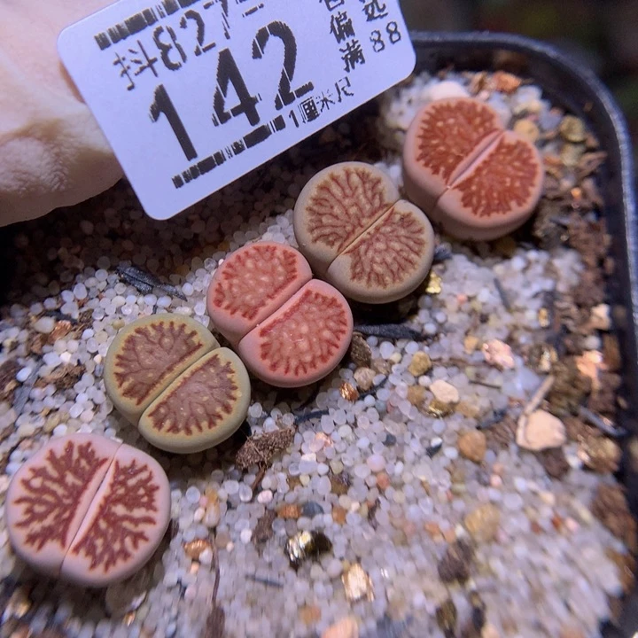 精品生石花827.142