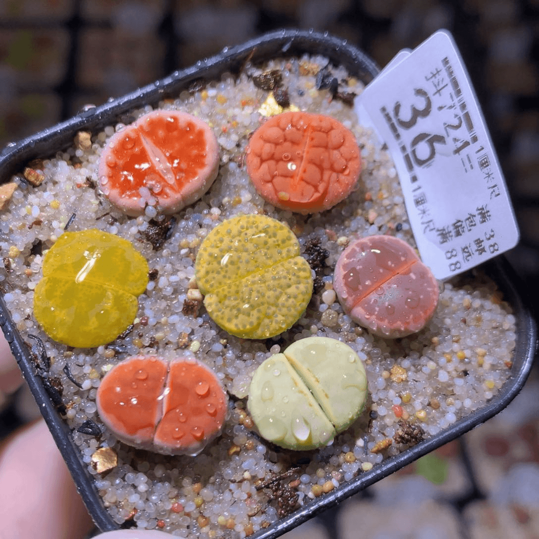 精品生石花724.36