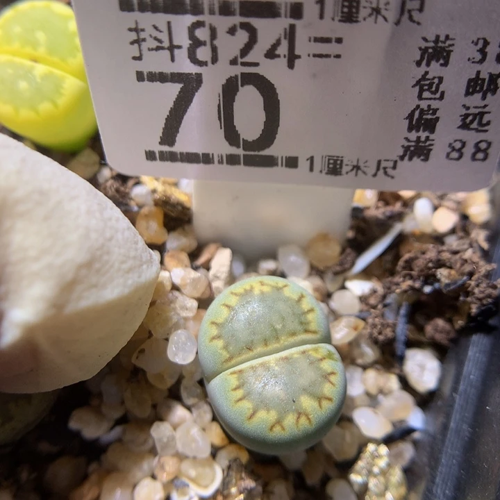 精品生气花824.70