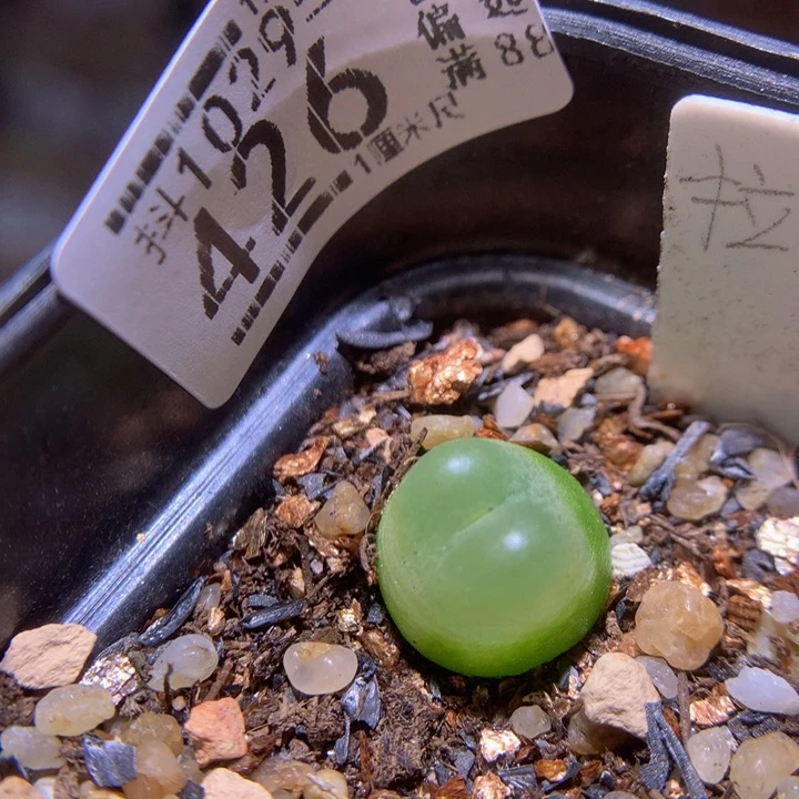 精品生石花1029.426