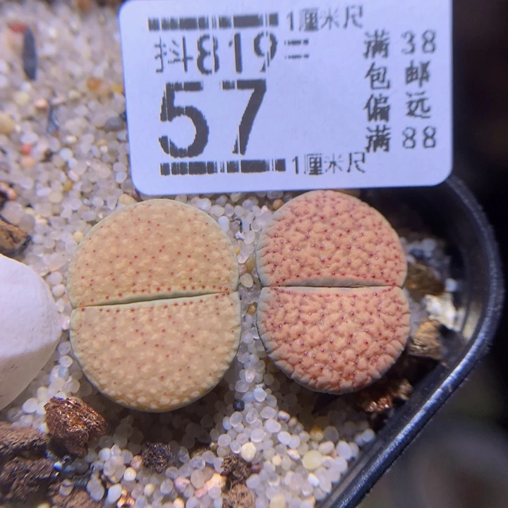 精品生石花819.57