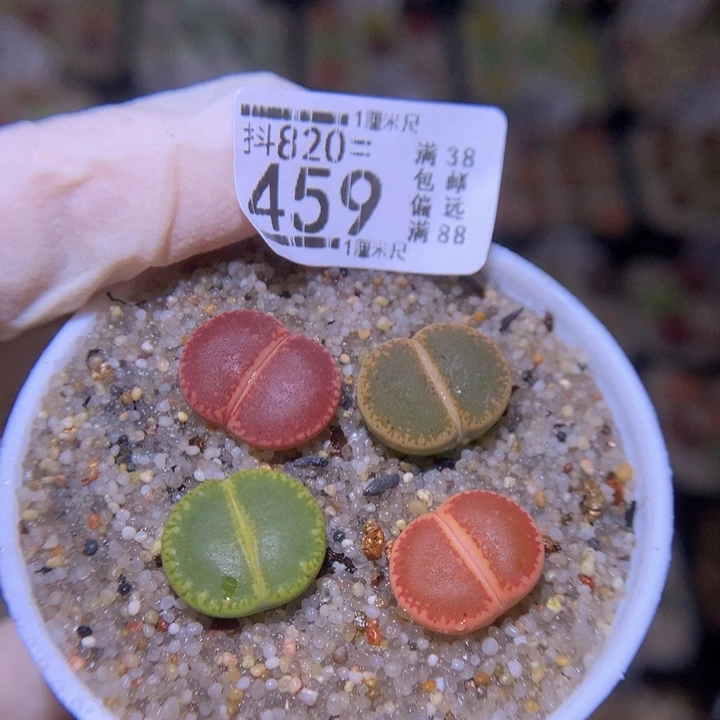 雨*好看生石花820.459