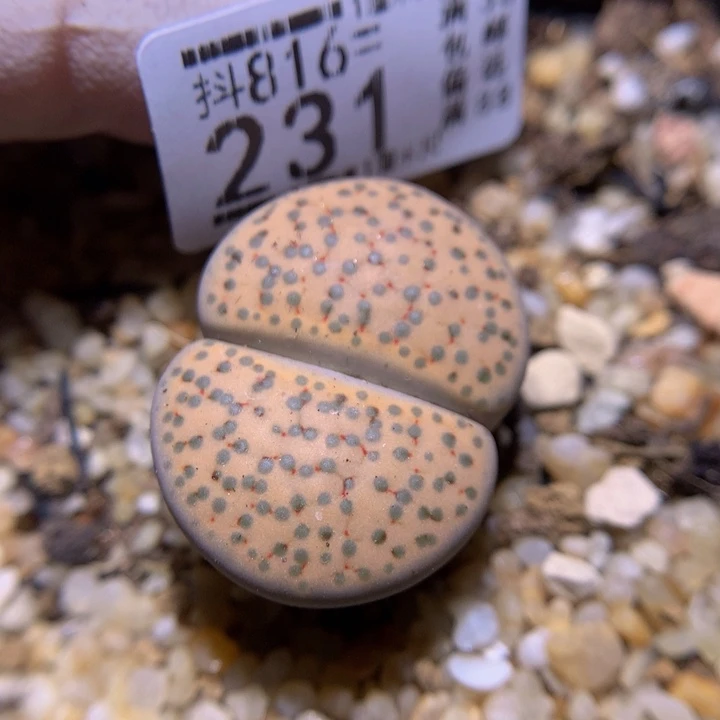精品生石花816.231