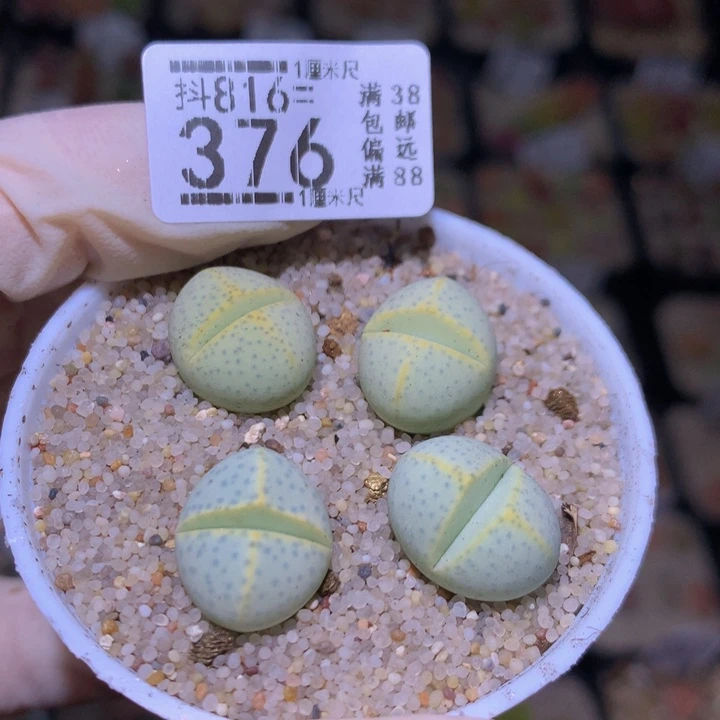 精品生石花816.376