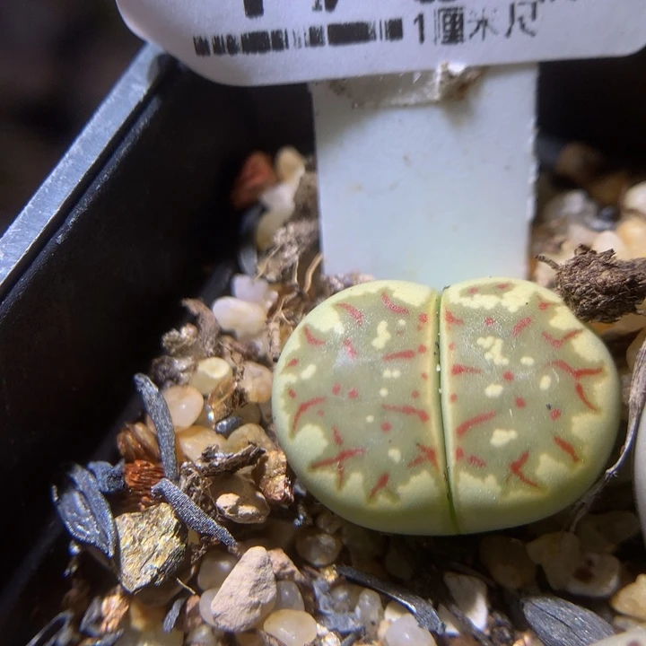 精品生石花1021.494