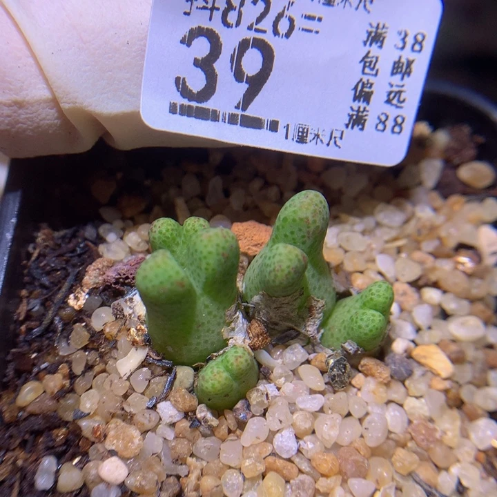 精品生石花826.39