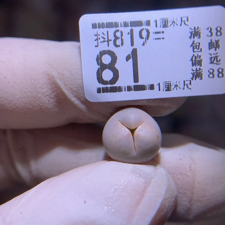 精品生石花819.81