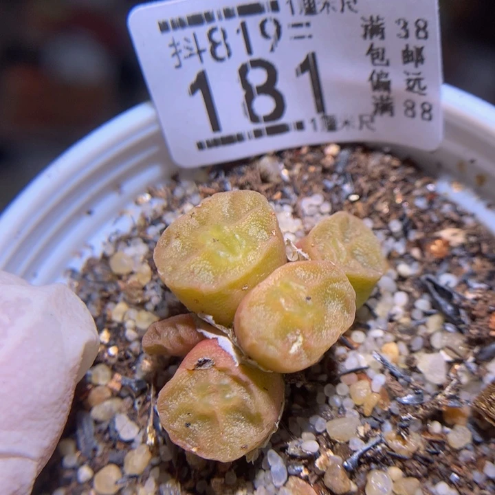 精品生石花819.181