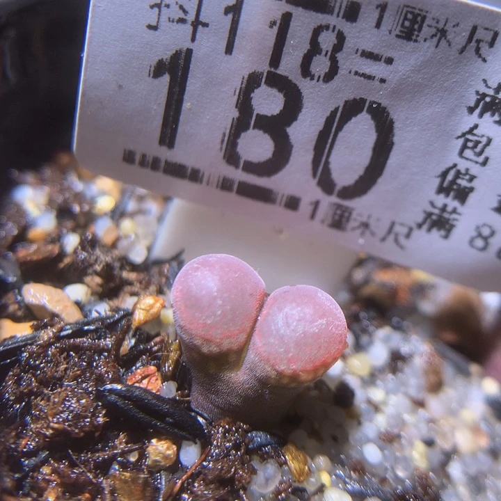 精品生石花118.180