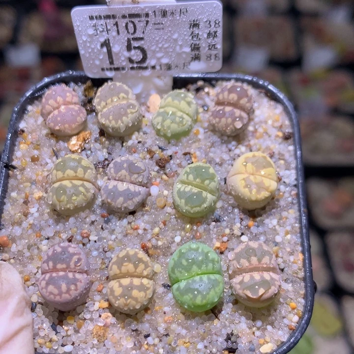 精品生石花107.15