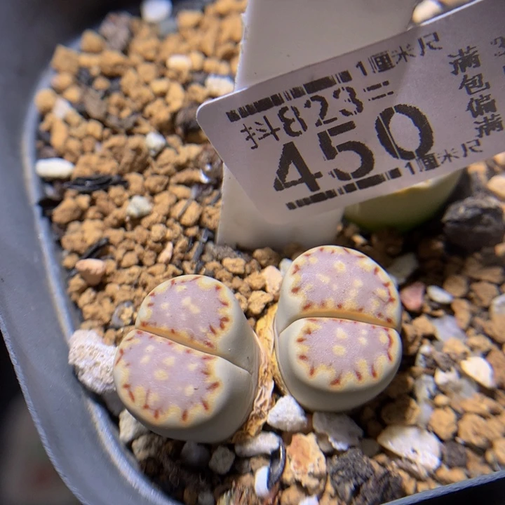 美美哒石石花823.450