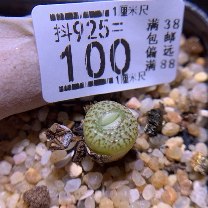 精品生石花95.100