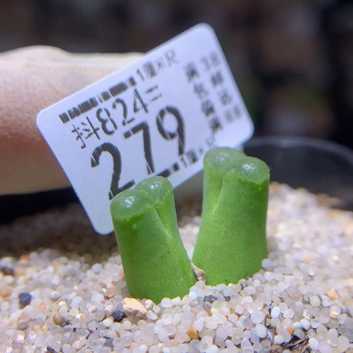 小*壳精品生石花824.279