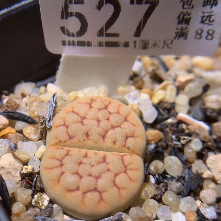 精品生石花1023.527