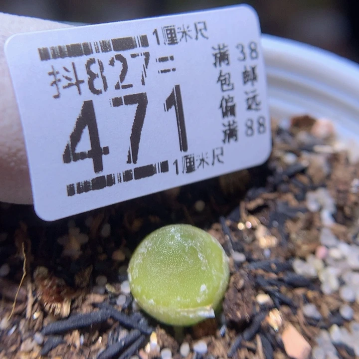 精品生石花827.471哈莫