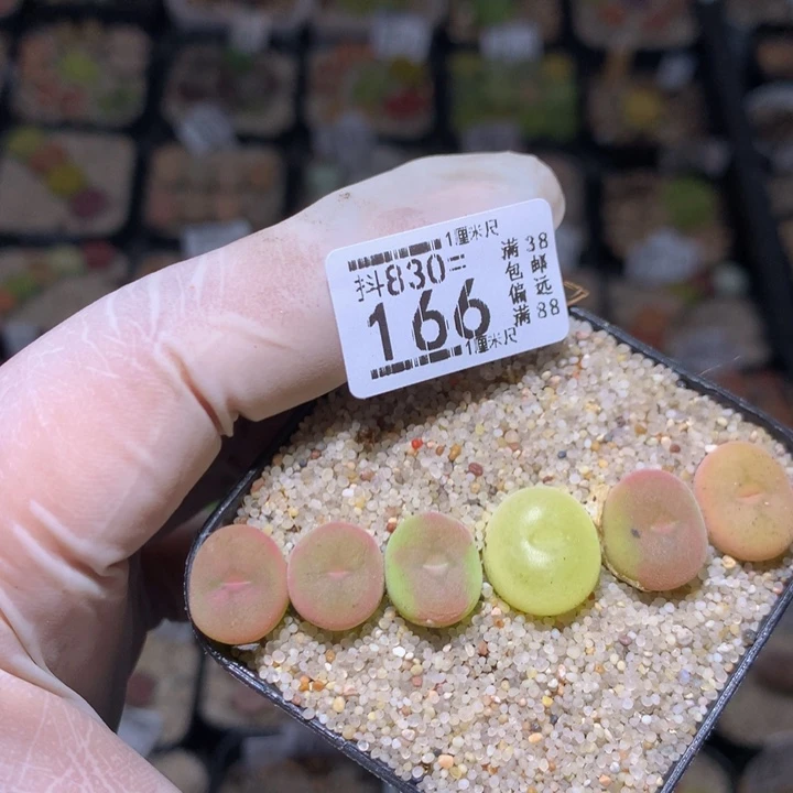 精品生石花830.166