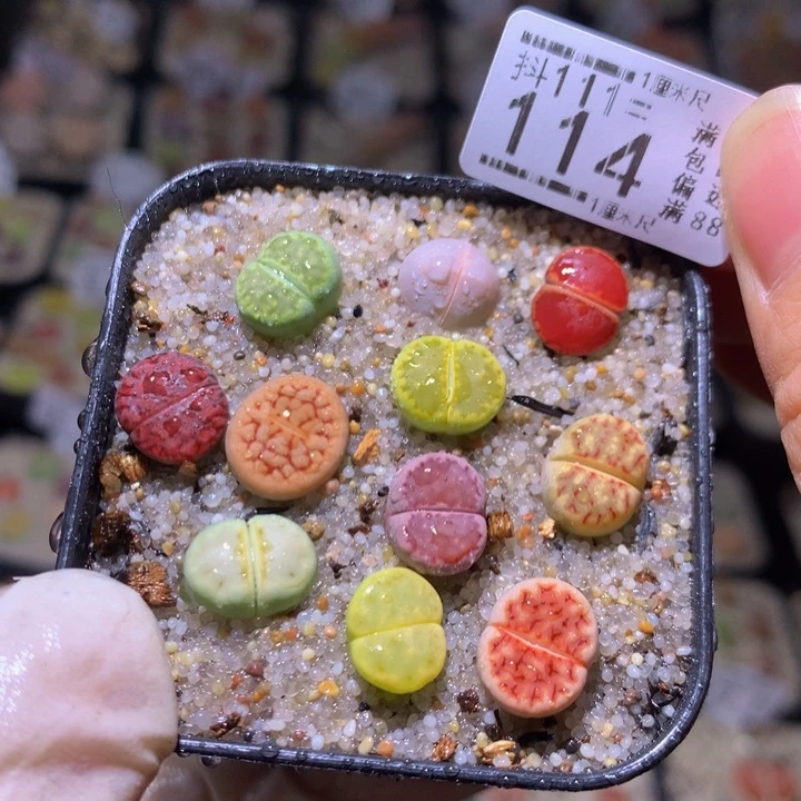 精品生石花111.114