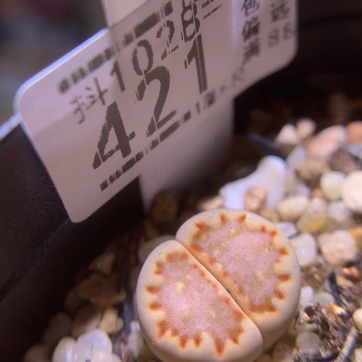 精品生石花1028.421