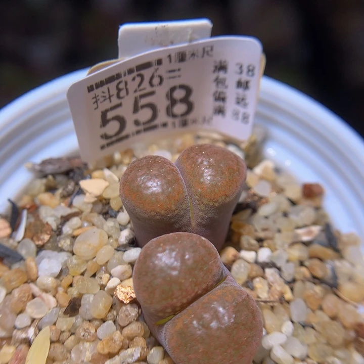 浪漫的爱情故事826.558