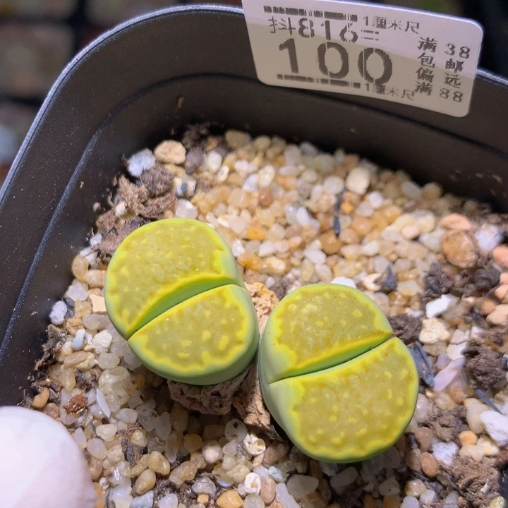 精品生石花816.100