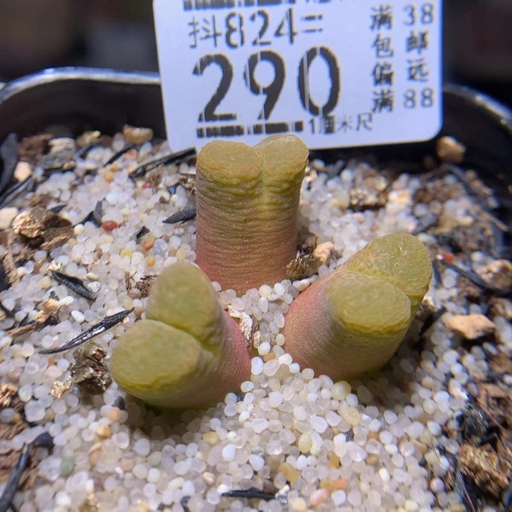 小*男精品生石花824.290多肉
