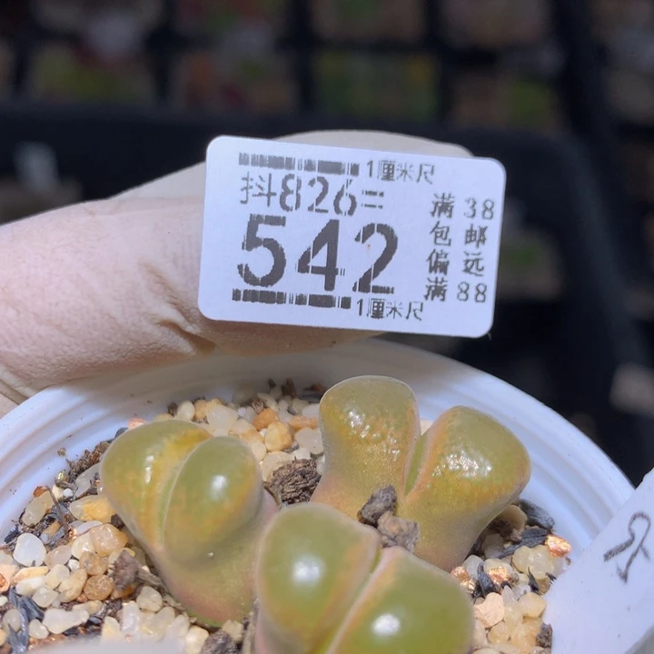 精品生石花826.542