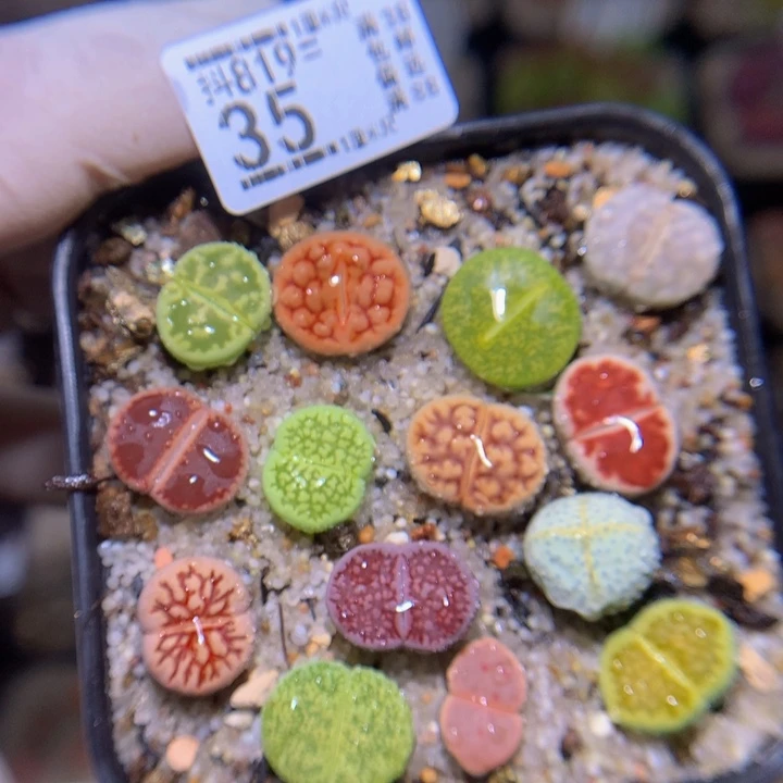 精品生石花819.35