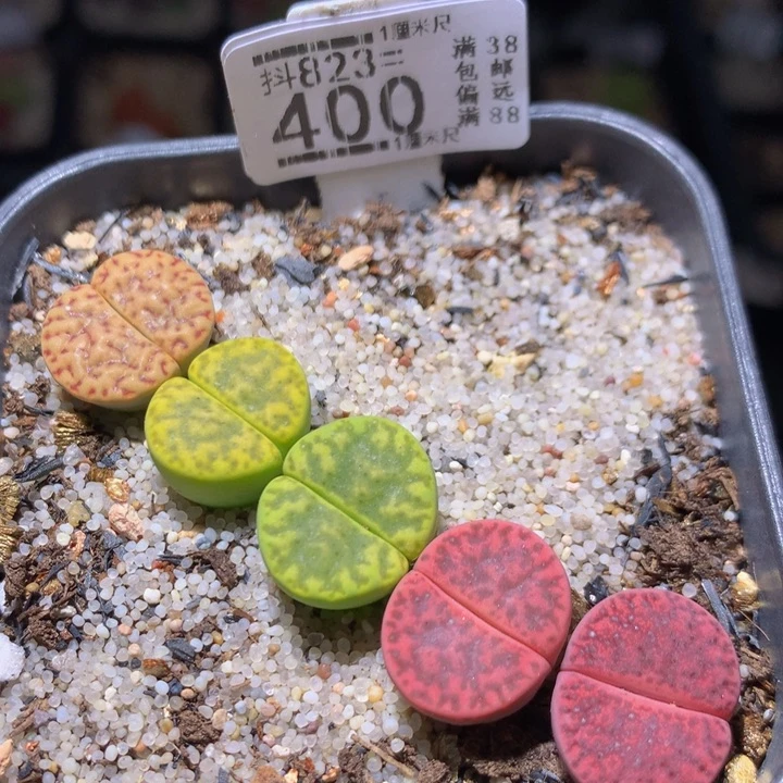 精品后生生花823.400