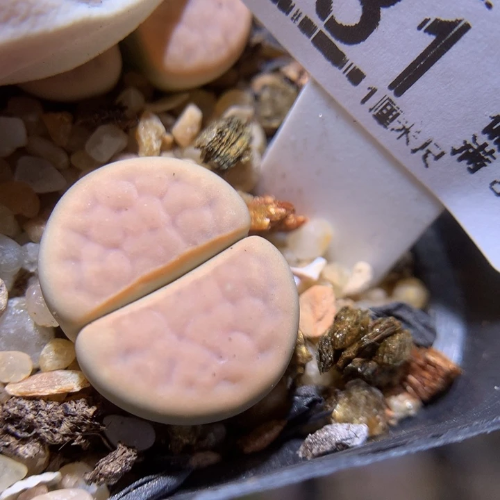 精品生石花820.231