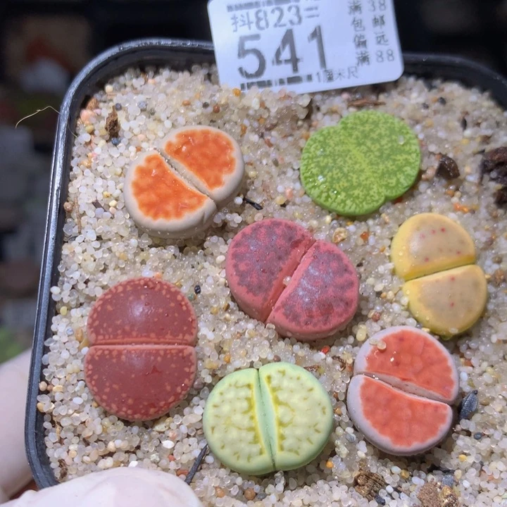 浪漫主义的石石花823.541
