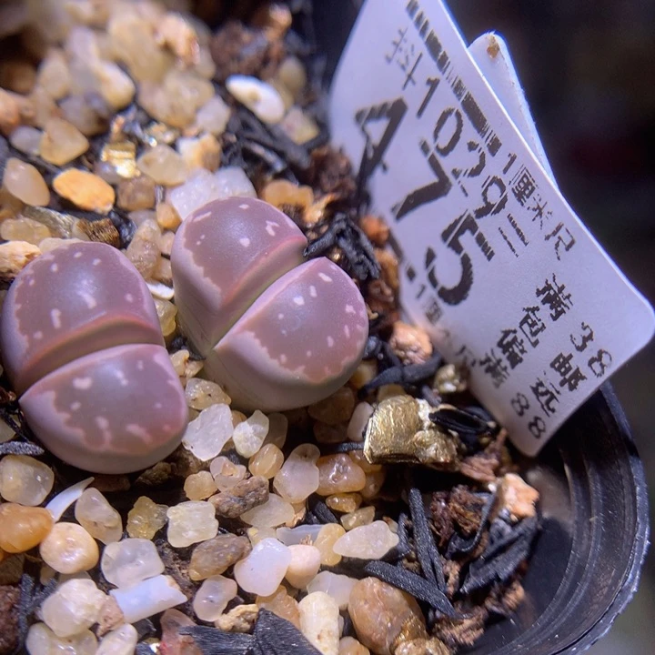 精品生石花1029.475