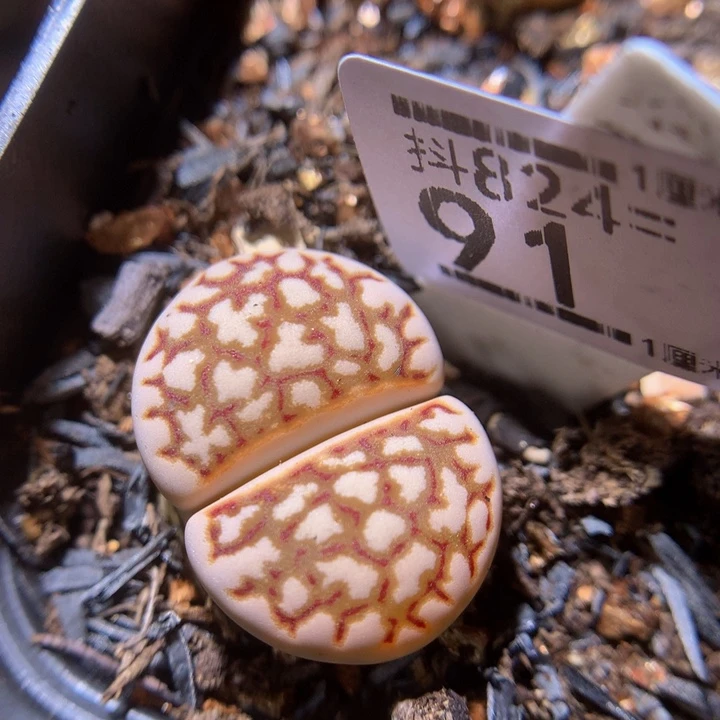精品生石石824.91